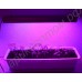 Лампа для выращивания растений на мощных 10Вт красных и синих светодиодах «Денеб», гарантийное обслуживание - 1 год