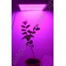 LED grow панель мощностью 48 Вт - 720 Вт "Поллукс" для выращивания рассады, цветов, комнатных растений, гарантийное обслуживание - 1 год